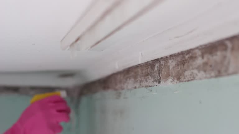 Best Asbestos and Lead Testing During Mold Inspection  in River Rouge, MI